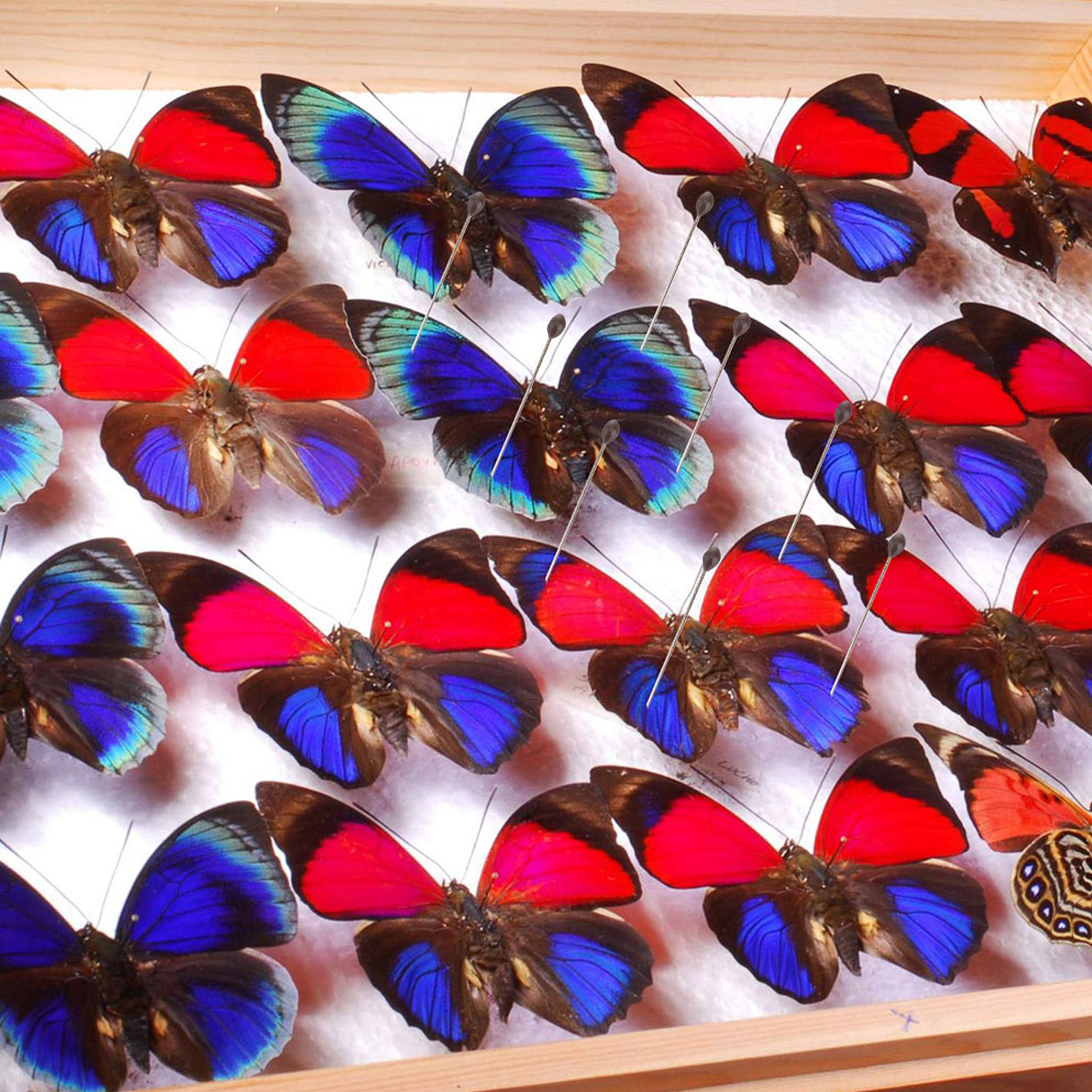 1Set Transparent Specimen Box  - Collectors Coins Jewelry & Watches Of Smithtown ulasan dan harga